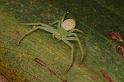 Diaea_evanida_D7857_Z_89_North Stradbroke island_Australie